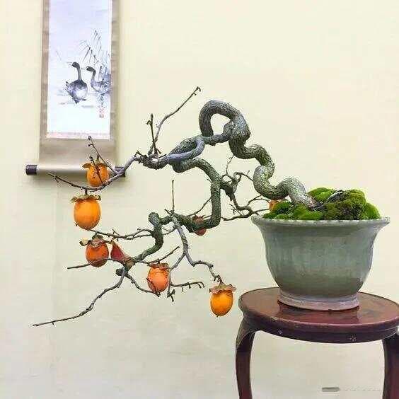 老鸦柿和金弹子的区别在哪里