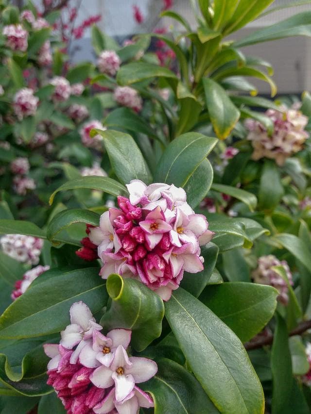 土壤要酸性，浇水忌积水：瑞香种植关键技巧