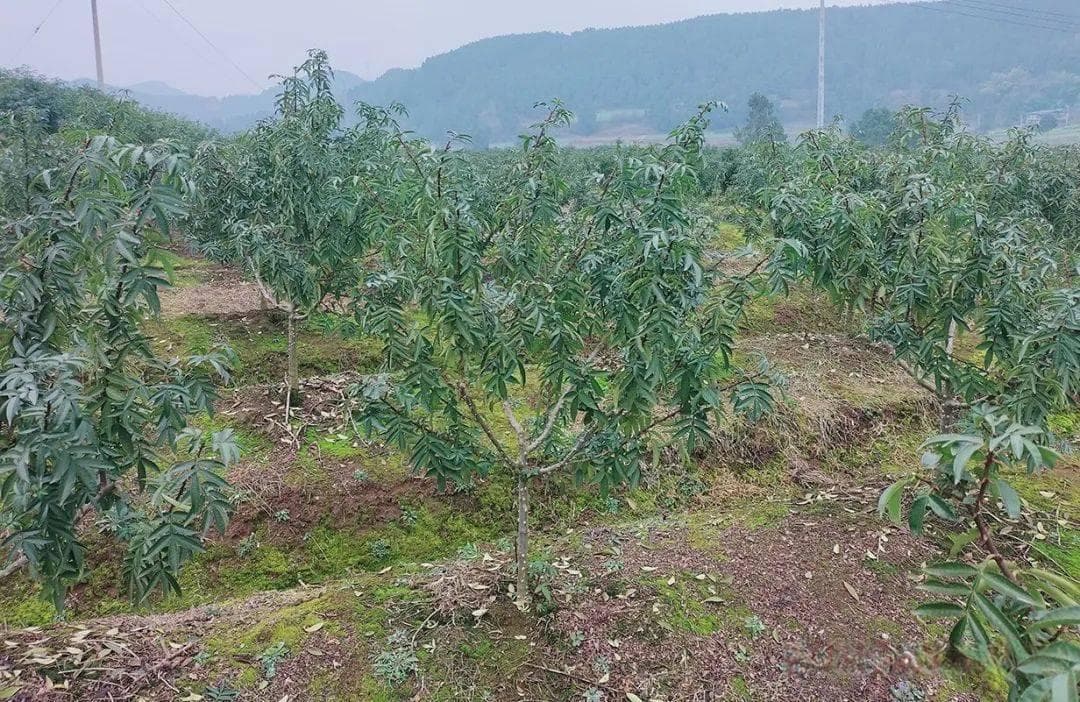 【技术】花椒丰产秘籍-冬季施肥开沟技巧全解