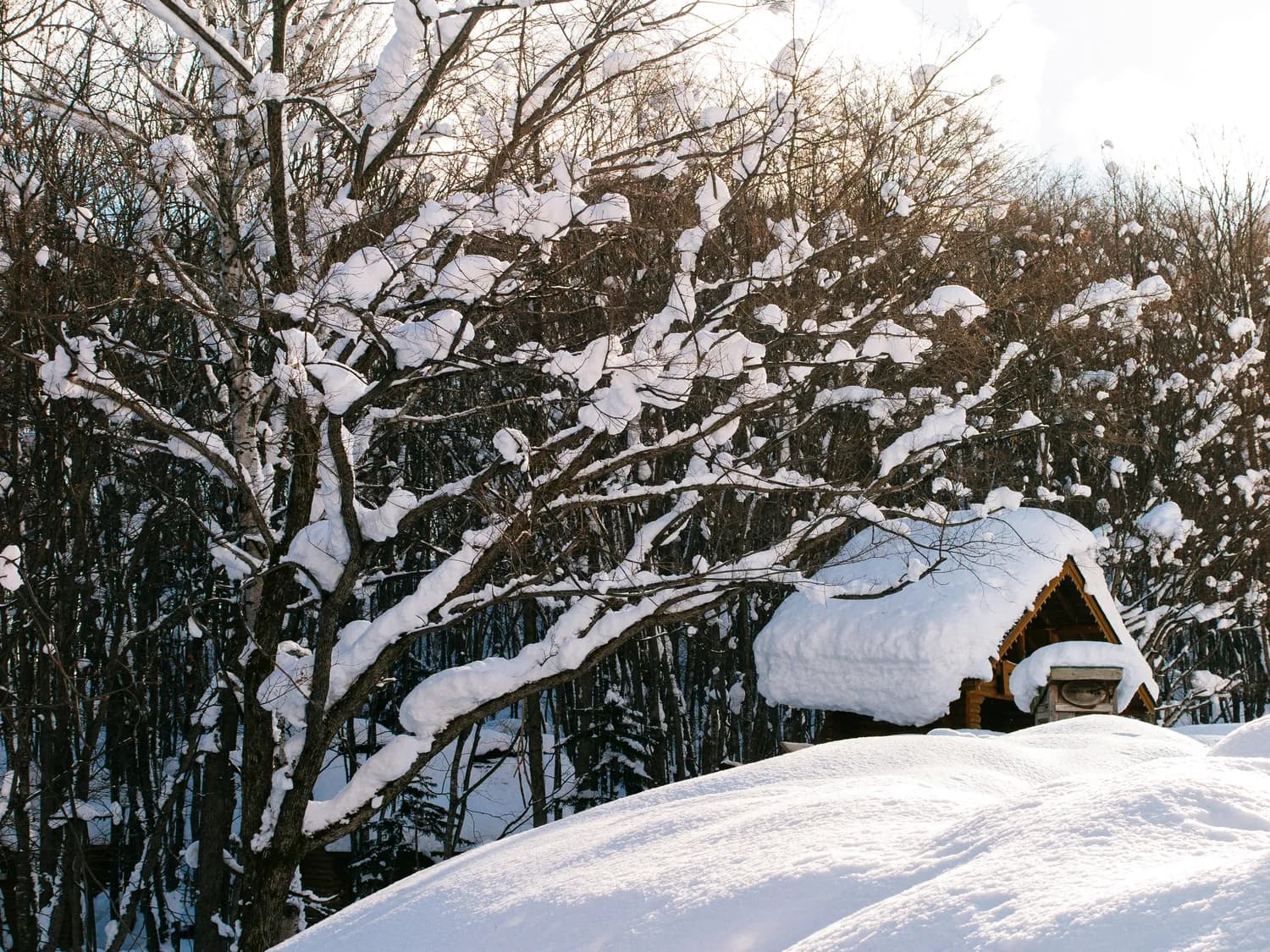 雪乡辟谣闭园传言，哈尔滨冰雪大世界开启冰雪盛宴