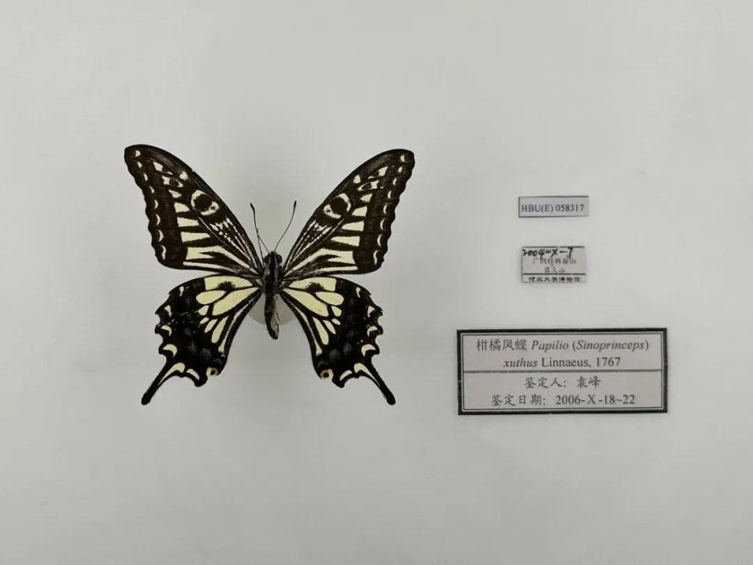 林奈生物分类命名法简介