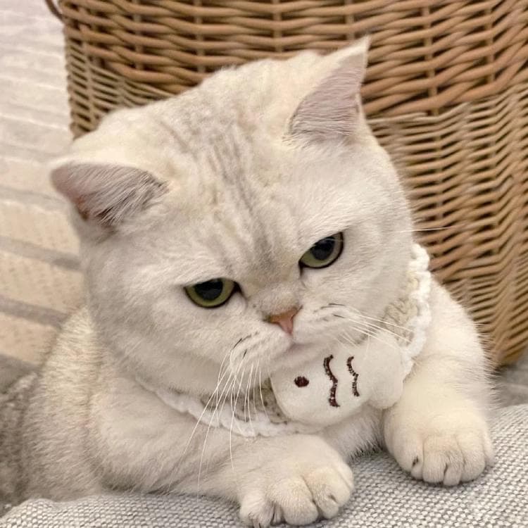 猫可以喝椰子水吗？专家解读猫咪饮水指南