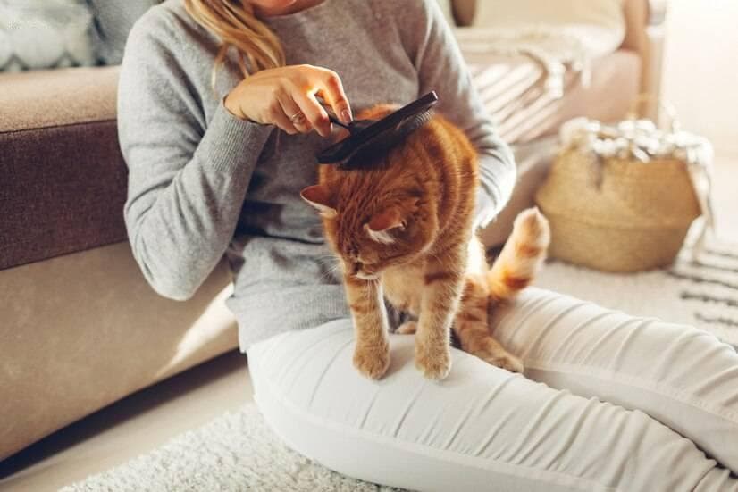 猫咪能看清主人的样子吗？解密猫咪视觉的奥秘
