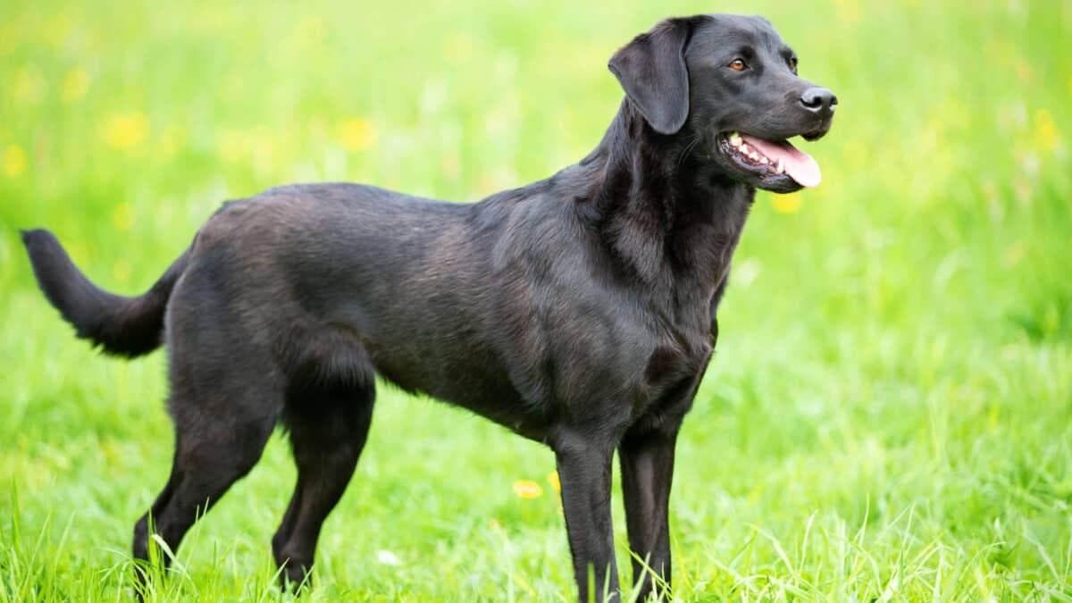 保持狗狗健康的 10 种方法