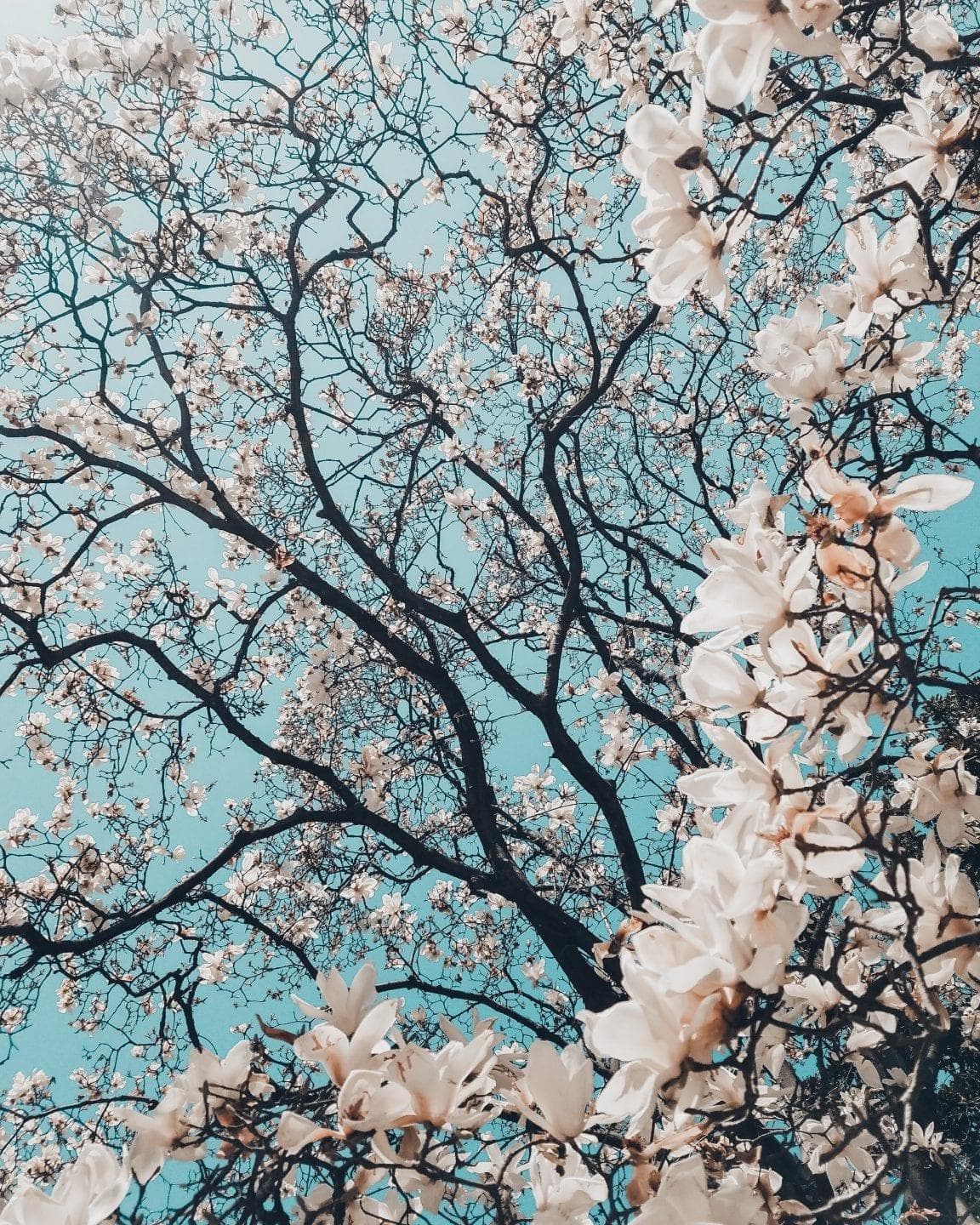 维持遗传和物种多样性