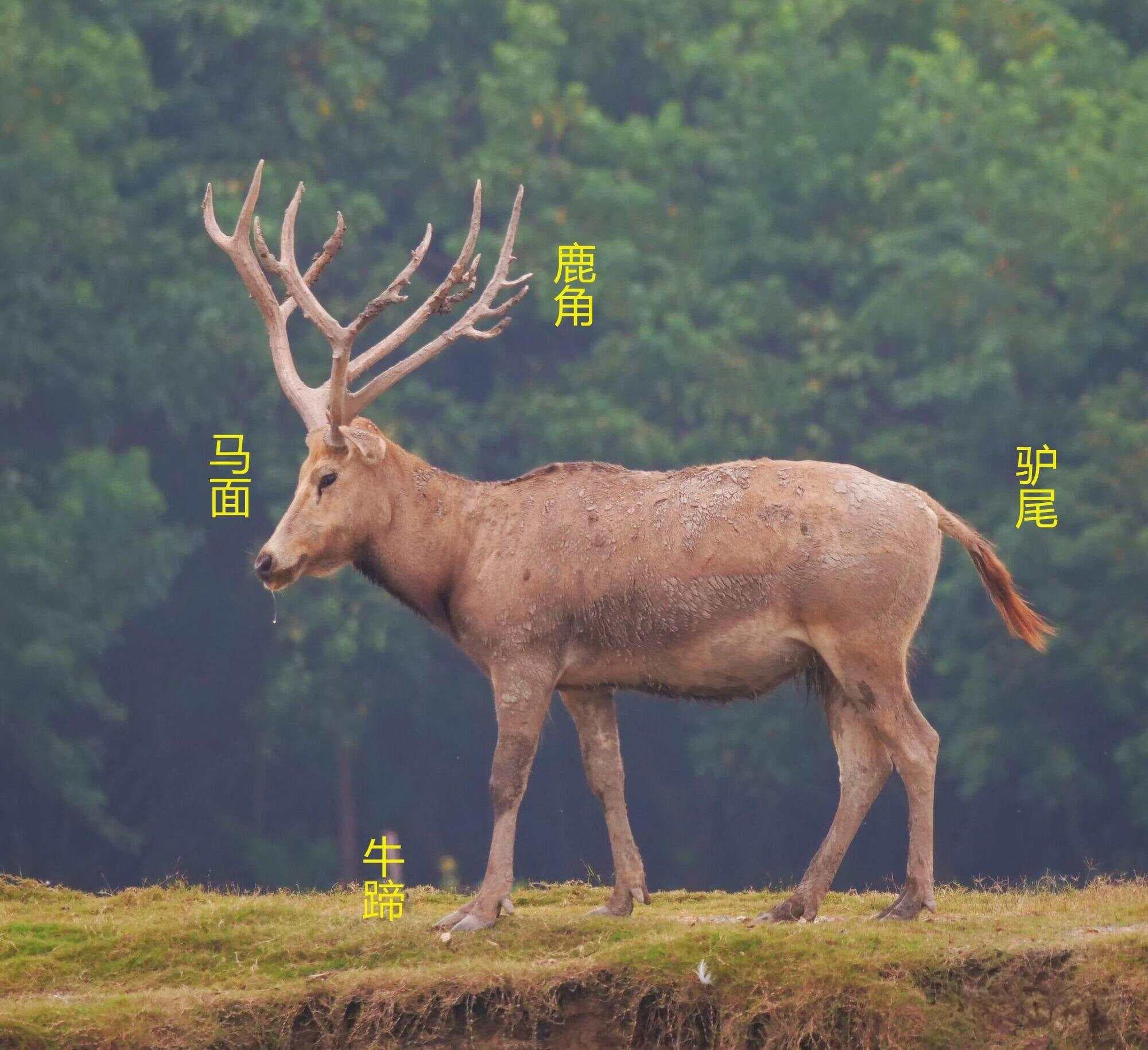 汉字探源：法（灋）字产生的场景