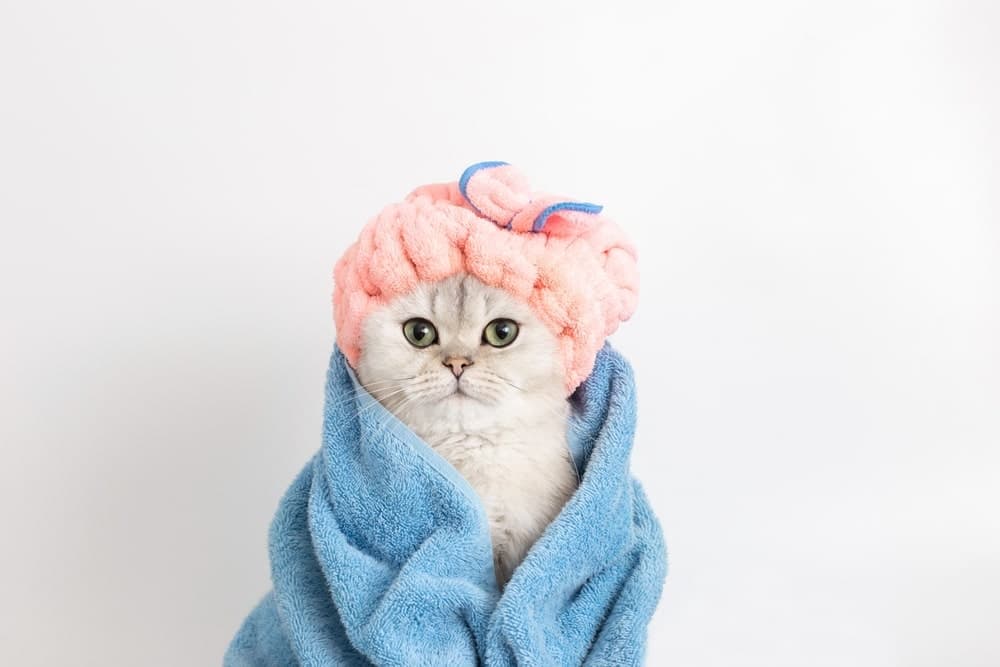 猫咪多久洗澡一次？猫咪洗澡频率及4个猫咪洗澡注意事项解析