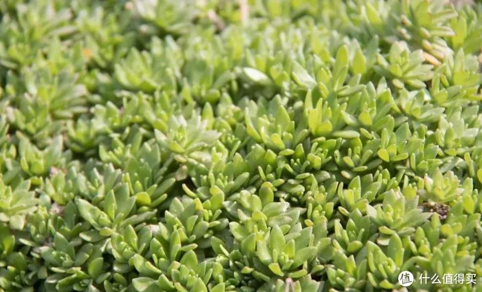 农村常见野生植物：幼时萌态可掬，长大可嫁接长寿花