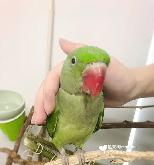 如何训练鹦鹉憋屎定点大小便（简单又实用的方法教您一招搞定）