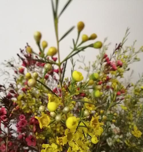 腊梅花的花语——寒冬中的希望与坚韧