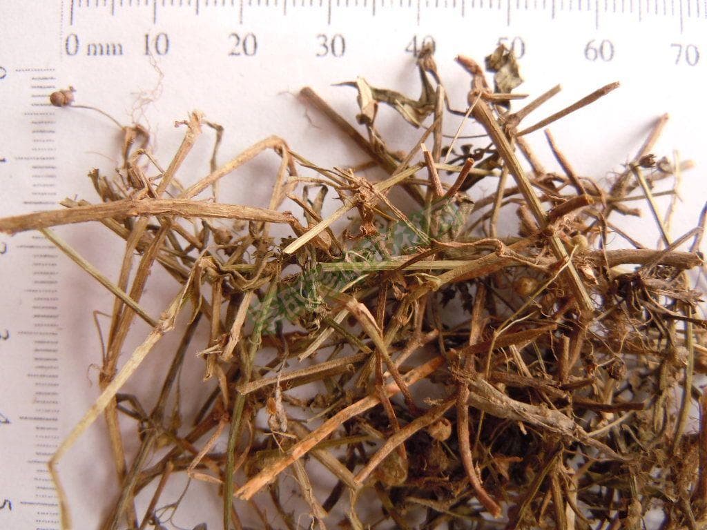 蛇舌草：从药用价值到食用方法的全面解析