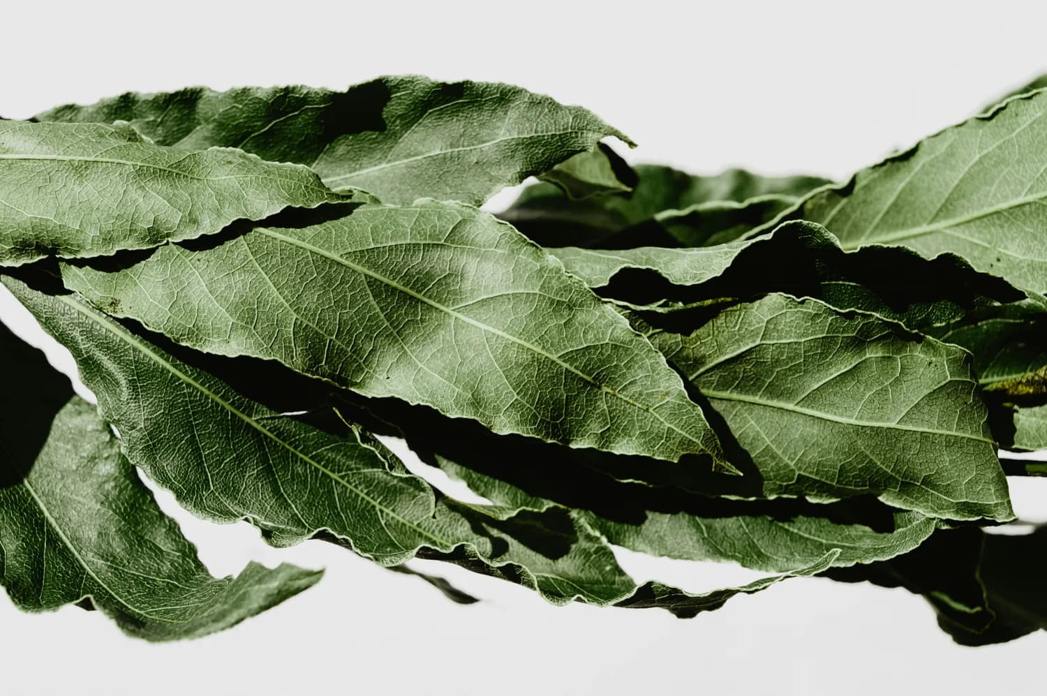 青钱柳茶：天然胰岛素的替代选择