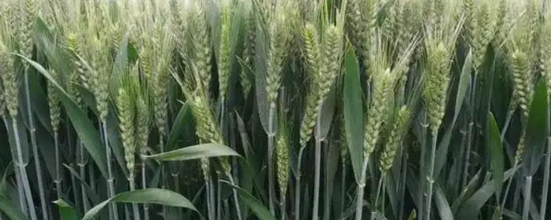 选购小麦种子的方法：从气候到保存的全方位指南