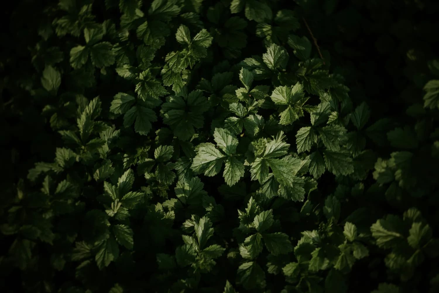 广藿香标准化种植技术指南