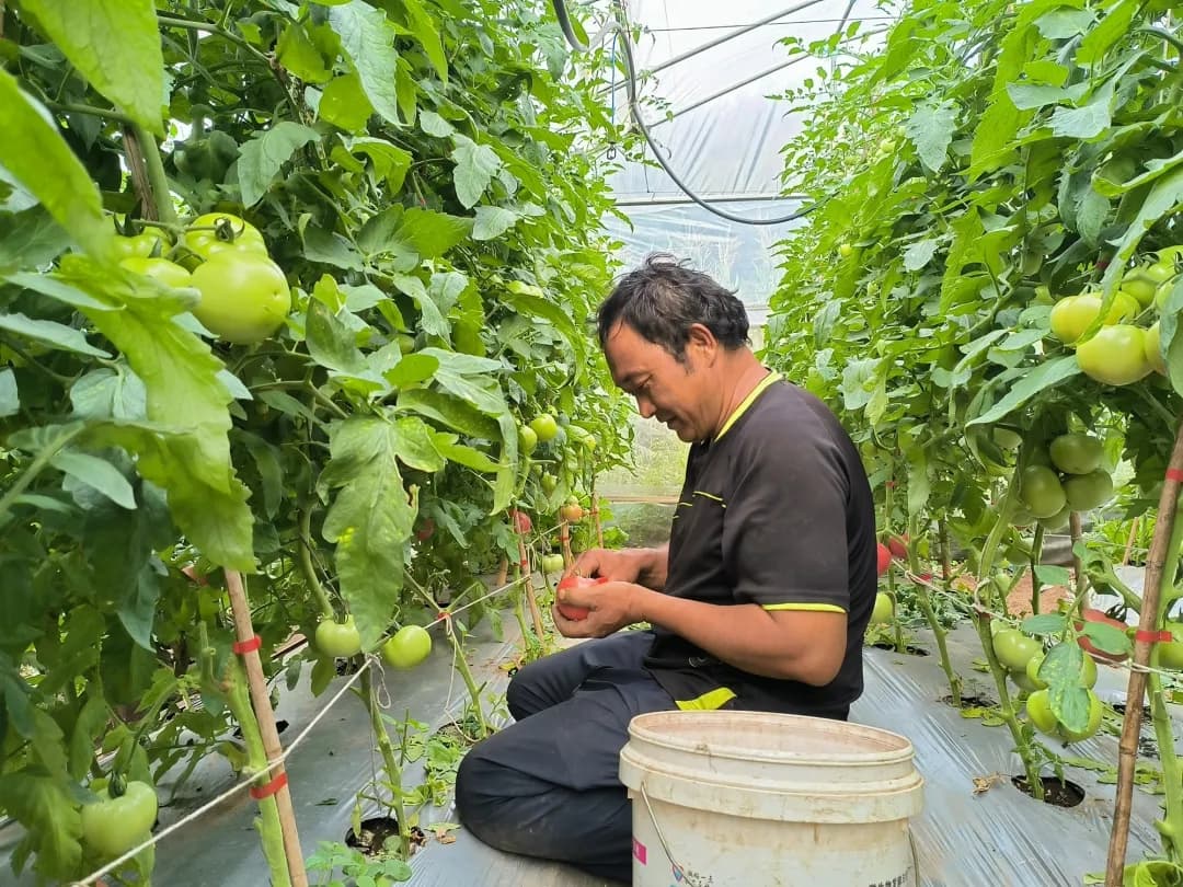云南华坪县：西红柿“种”出乡村振兴大文章