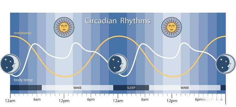 睡眠的解剖学、睡眠阶段和睡眠机制