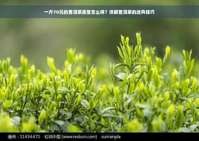一斤70元的普洱茶质量怎么样？详解普洱茶的选购技巧