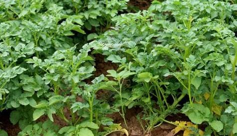 探究土豆的植物学特征（从分类、形态、生长习性等方面解析土豆）