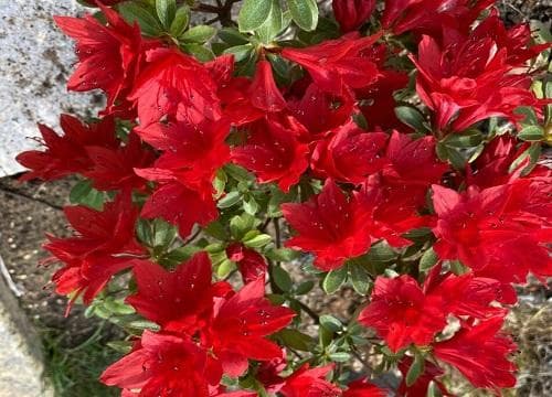 杜鹃花的开花特性与养护指南