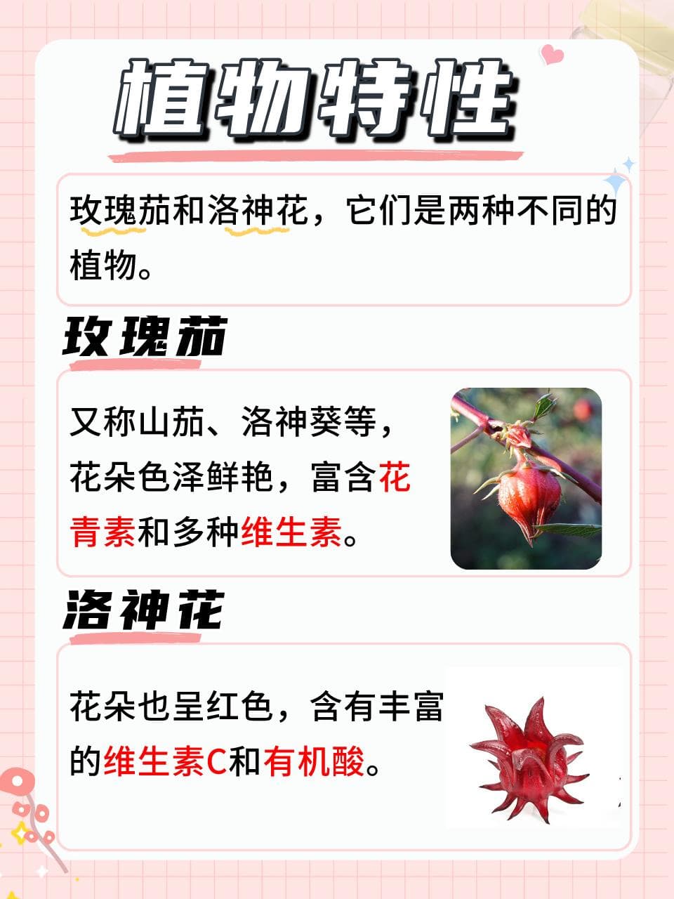 玫瑰茄与洛神花：傻傻分不清楚？食用指南来啦