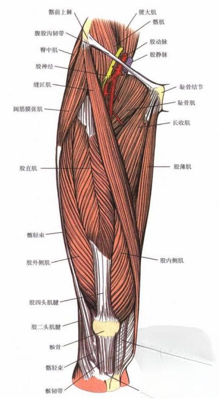 图文详解 | 大腿的应用解剖