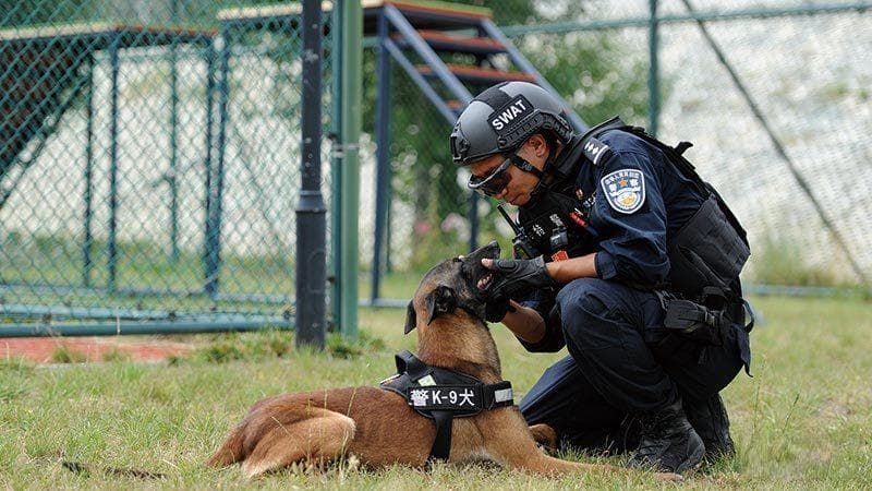一场警犬技术发展的体验之旅
