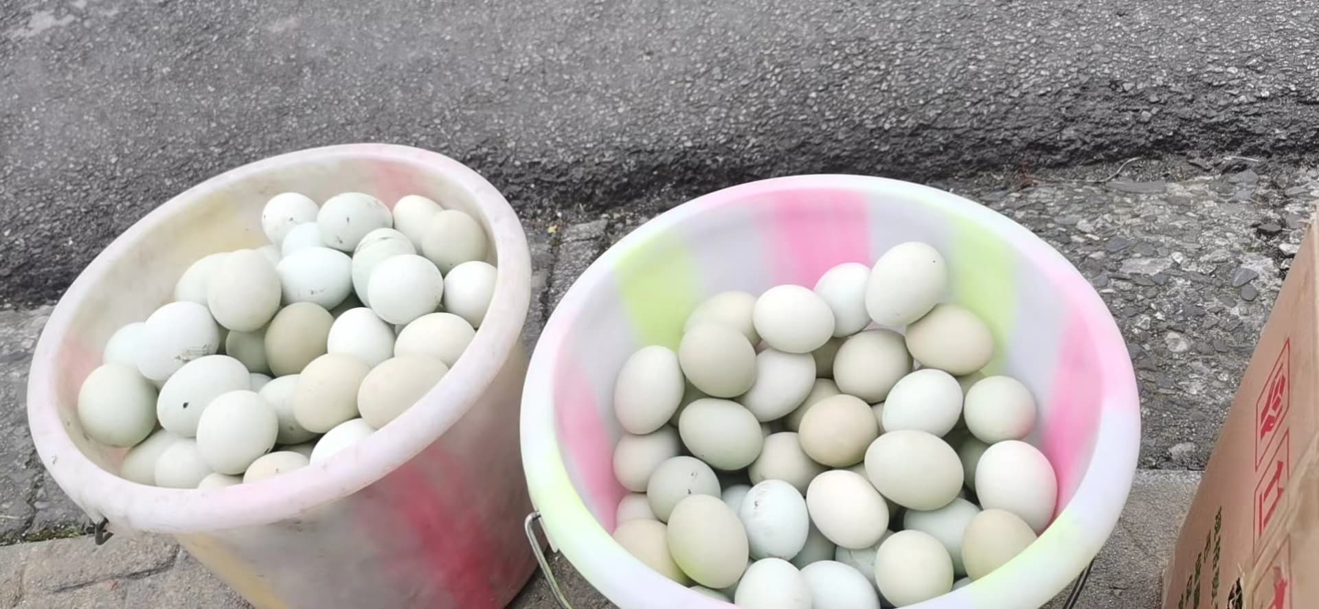 乌鸡绿壳蛋的营养你了解吗