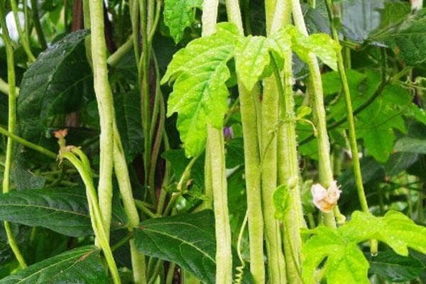 豇豆施肥的正确方法