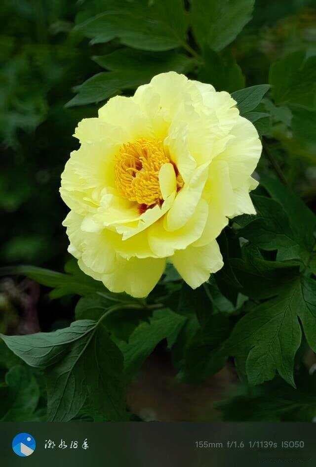 黑背景的牡丹花照片，用手机拍出高级感，简单两步就搞定