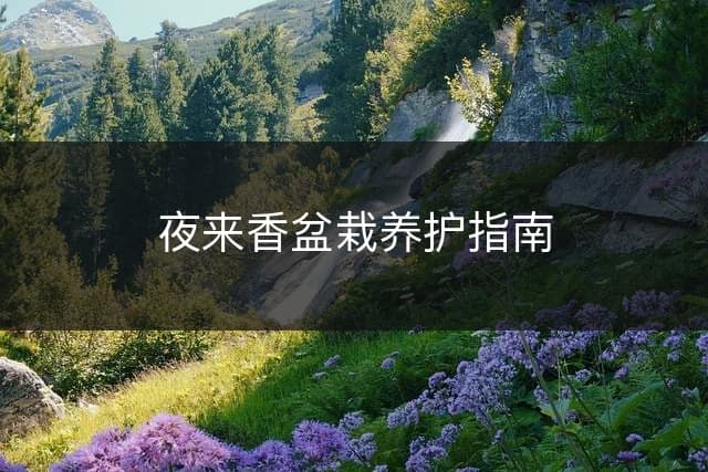 夜来香盆栽养护指南