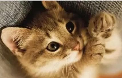 揭秘古代称呼猫为狸奴的由来