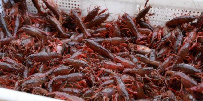 “龙虾季”悄然而至 湖南永州小龙虾抢“鲜”上市