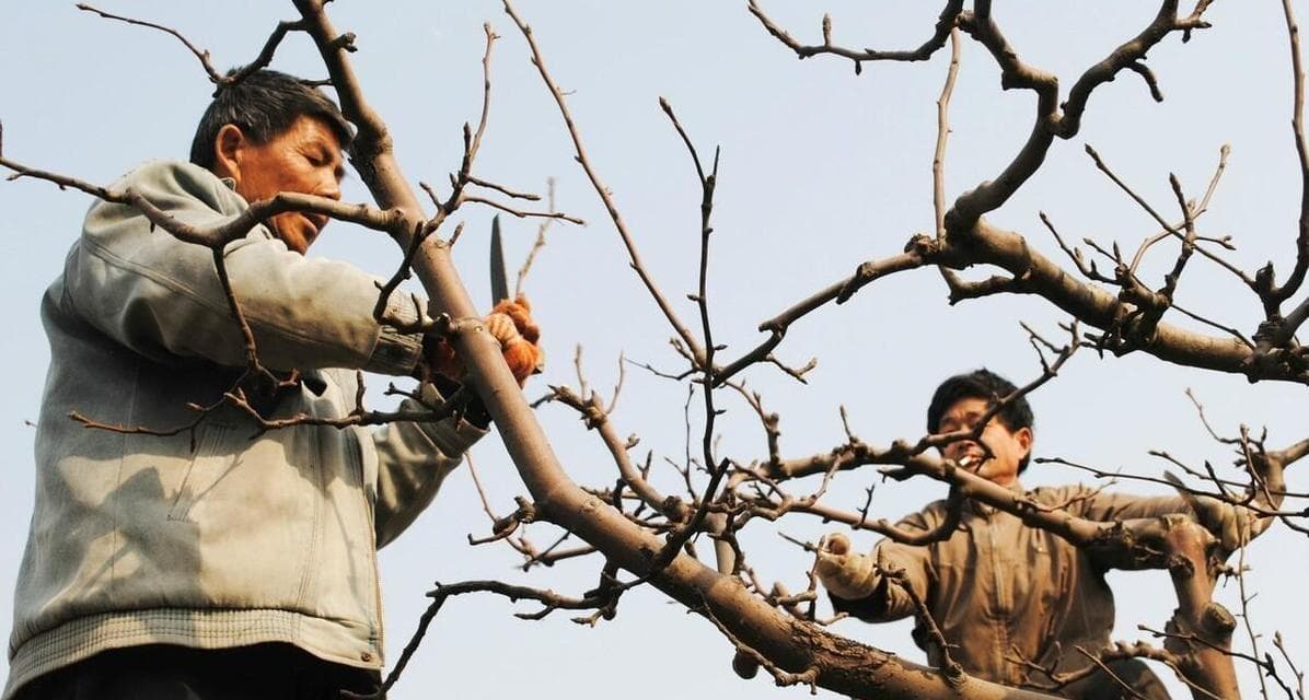 如何正确修剪梨树（掌握梨树修剪技巧，增加果实产量）