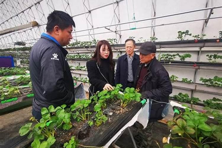 草莓水肥管理技术：提升品质与产量的关键