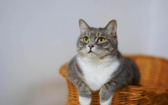 小猫抽搐、叫声沙哑和拉稀的处理方法