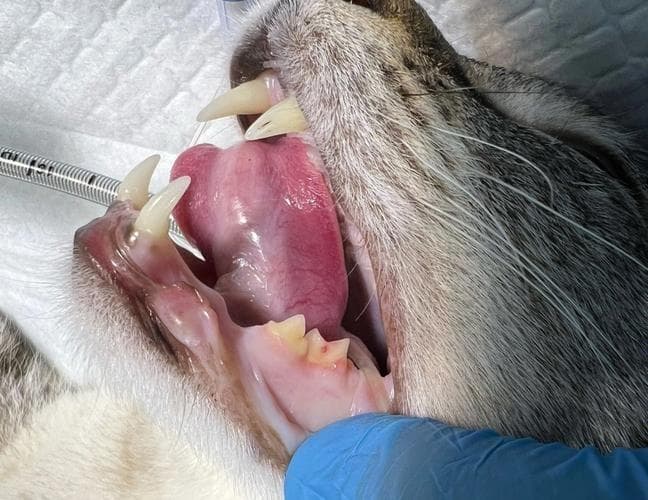 猫的牙齿不见了是怎么回事？关于牙吸收不可不知的 7 件事