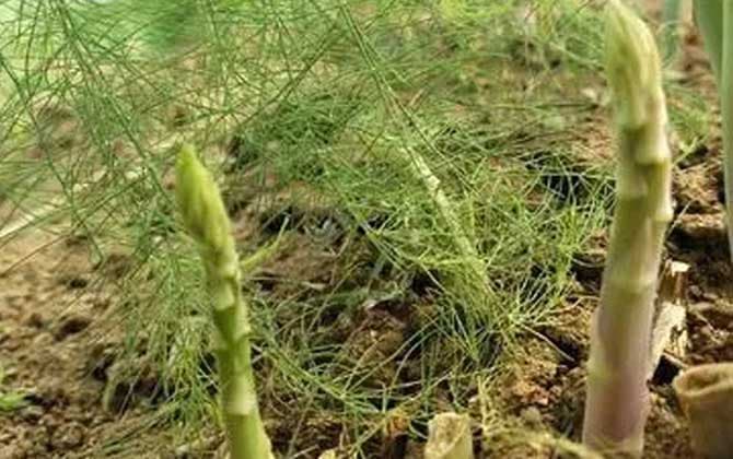 芦笋是竹笋吗？