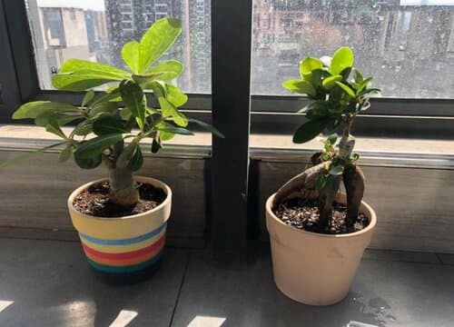 榕树秋天怎么养护