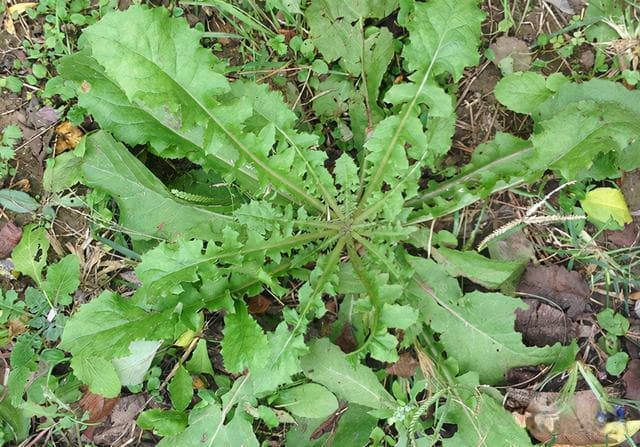 40种野菜图片大全，教你认识不同的野菜和吃法，你想要的野菜都有
