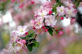花卉植物种植全攻略：12种常见花卉的养护技巧