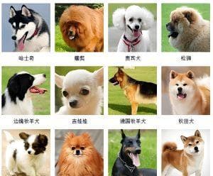 狗狗智力大比拼：十大智商最高的狗排名揭晓！