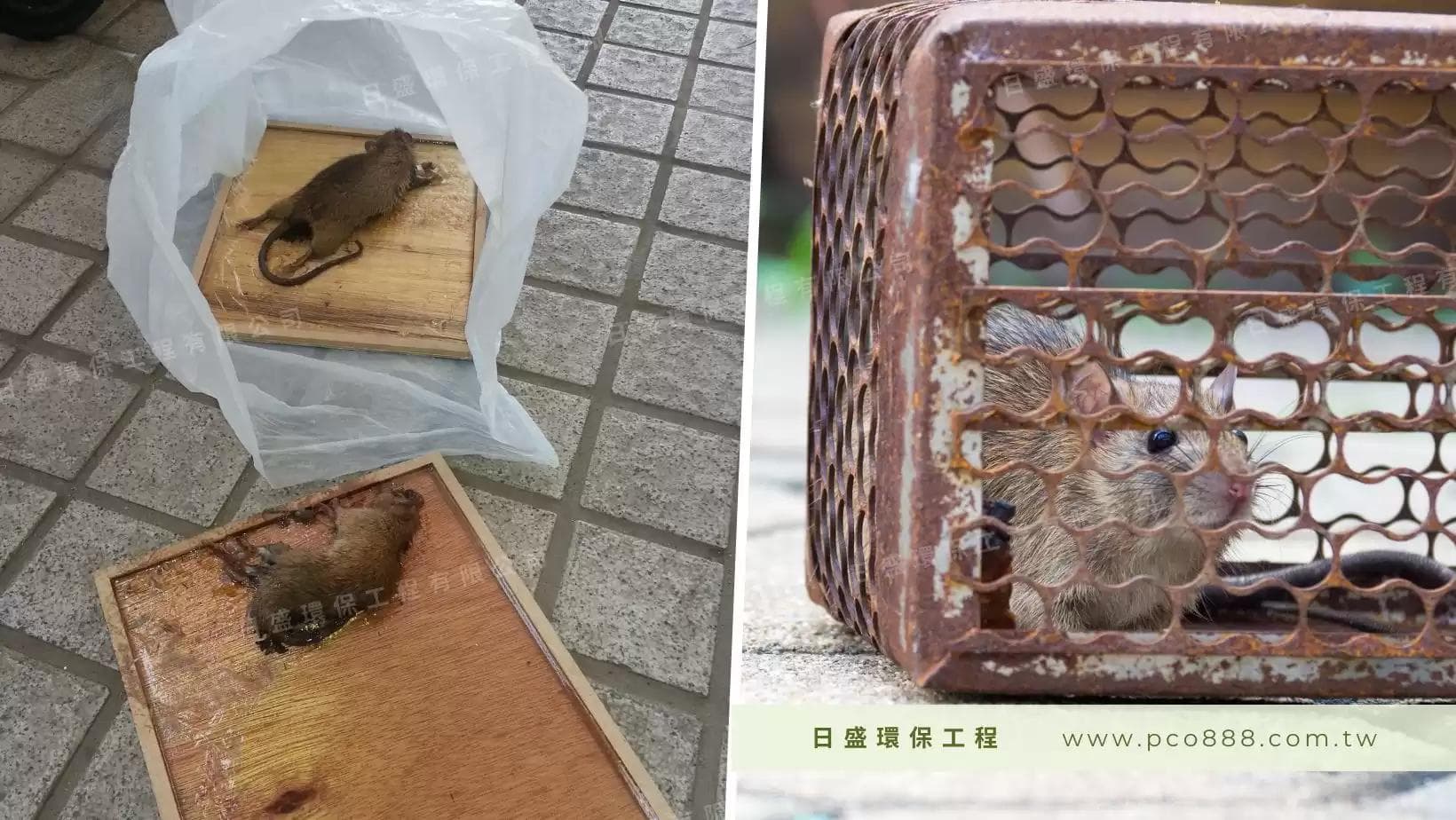 老鼠的防治方法