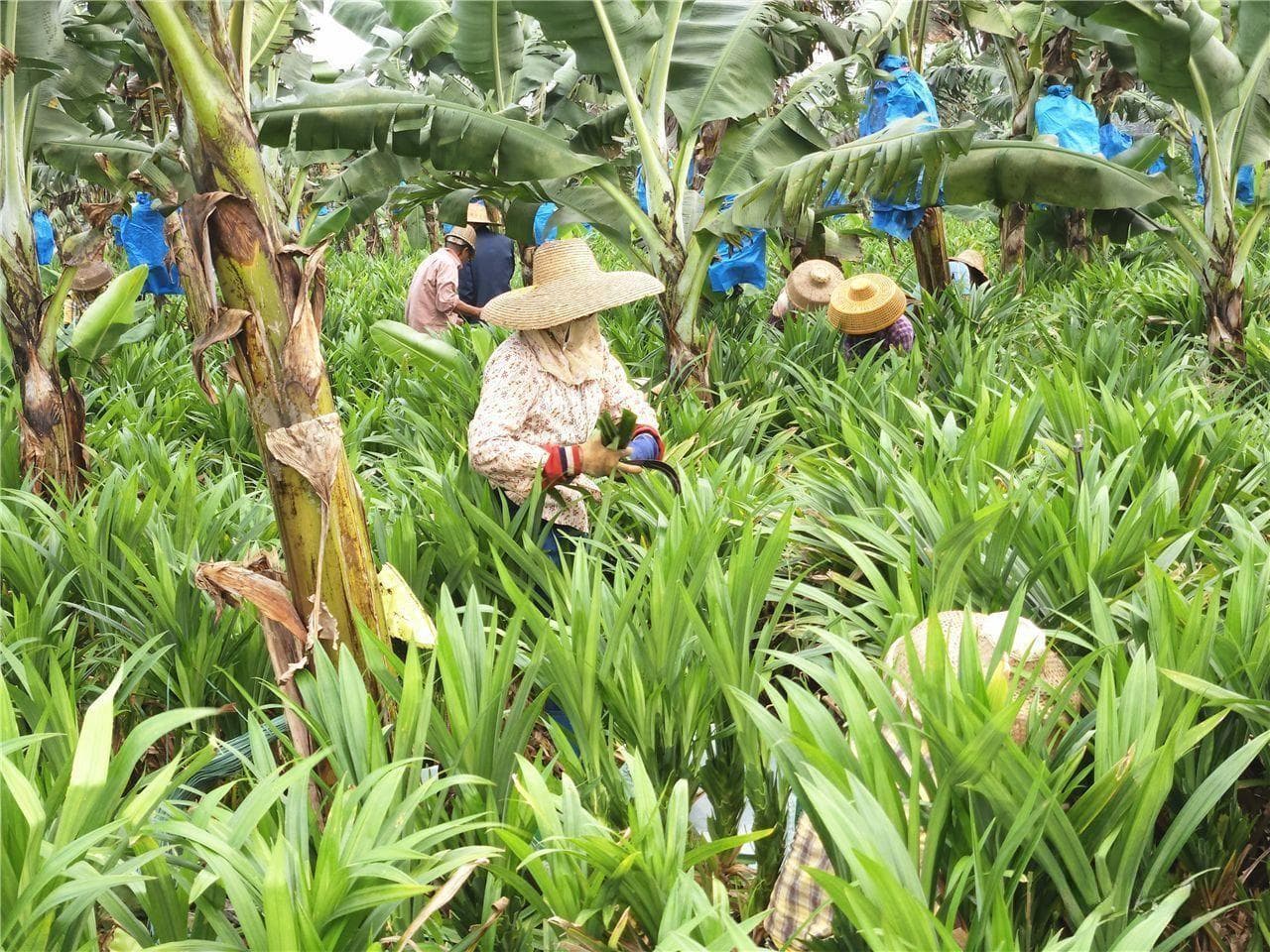 一片斑兰叶，架起穗徐产业帮扶之桥