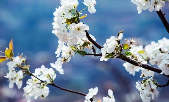 梨花与樱花：形态与文化全面比较