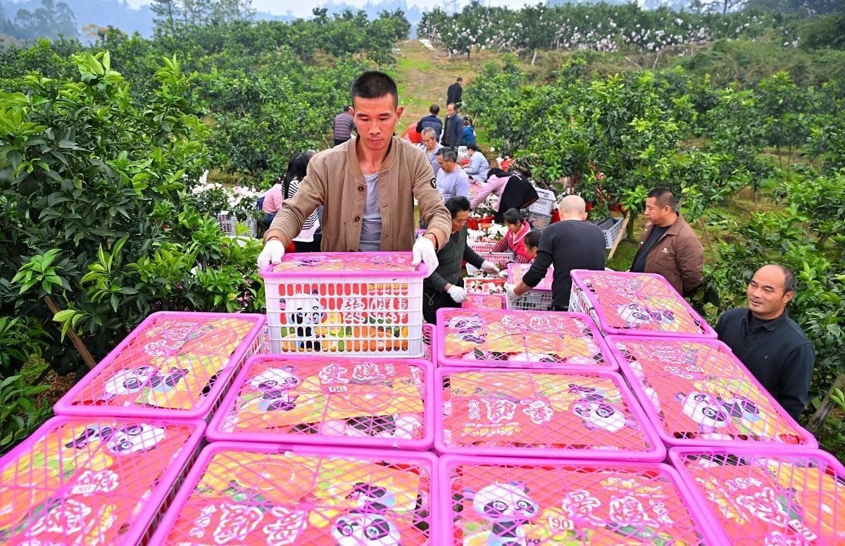 仁寿：线下线上齐发力 一个县级供销合作社如何让“好产品”不愁销