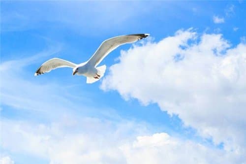 为什么我经常做梦会飞