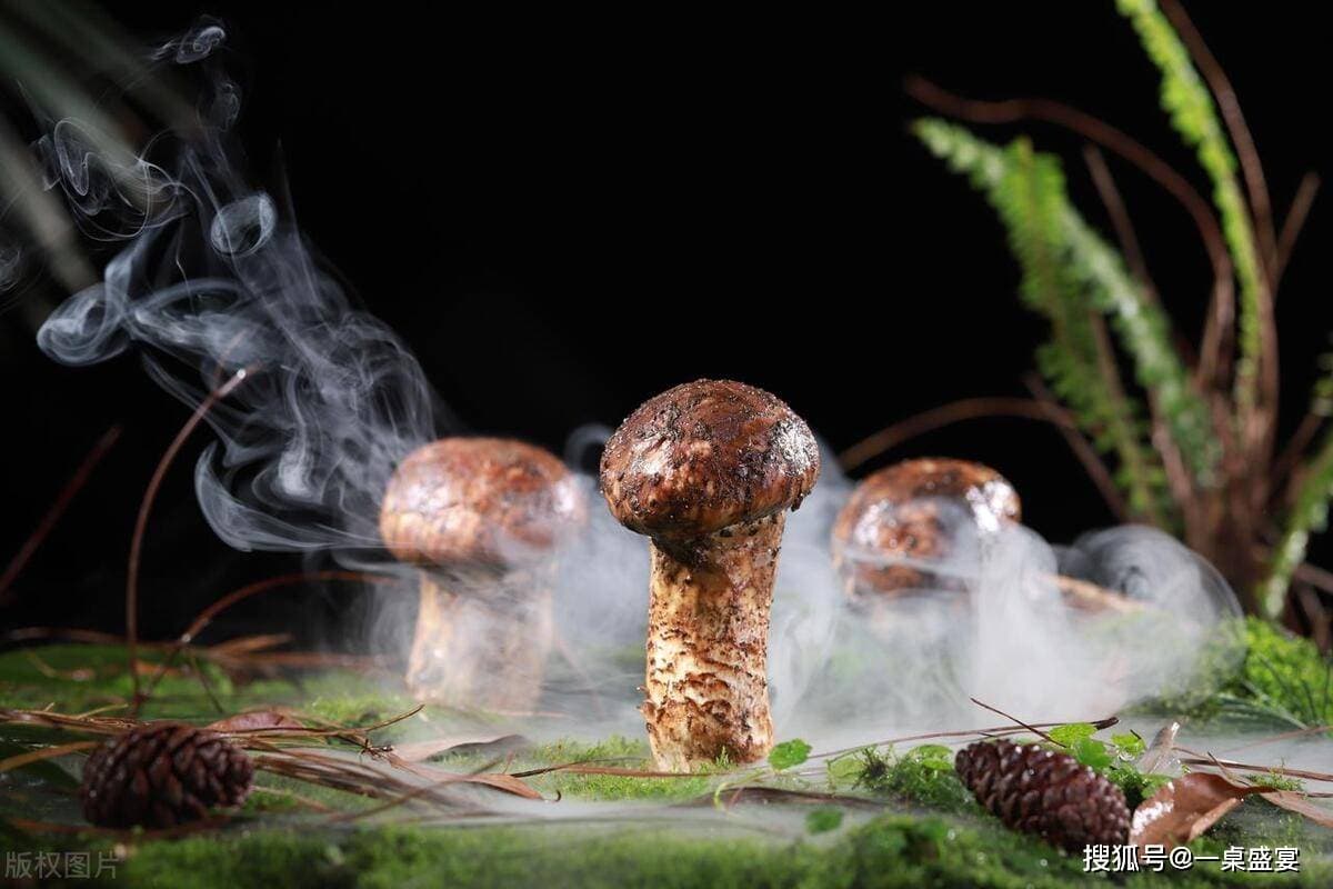 松茸清洗指南：细致步骤与注意事项