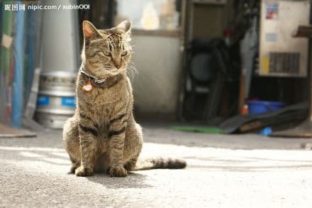 虎皮猫：一种由美国培育而成的迷人宠物猫品种