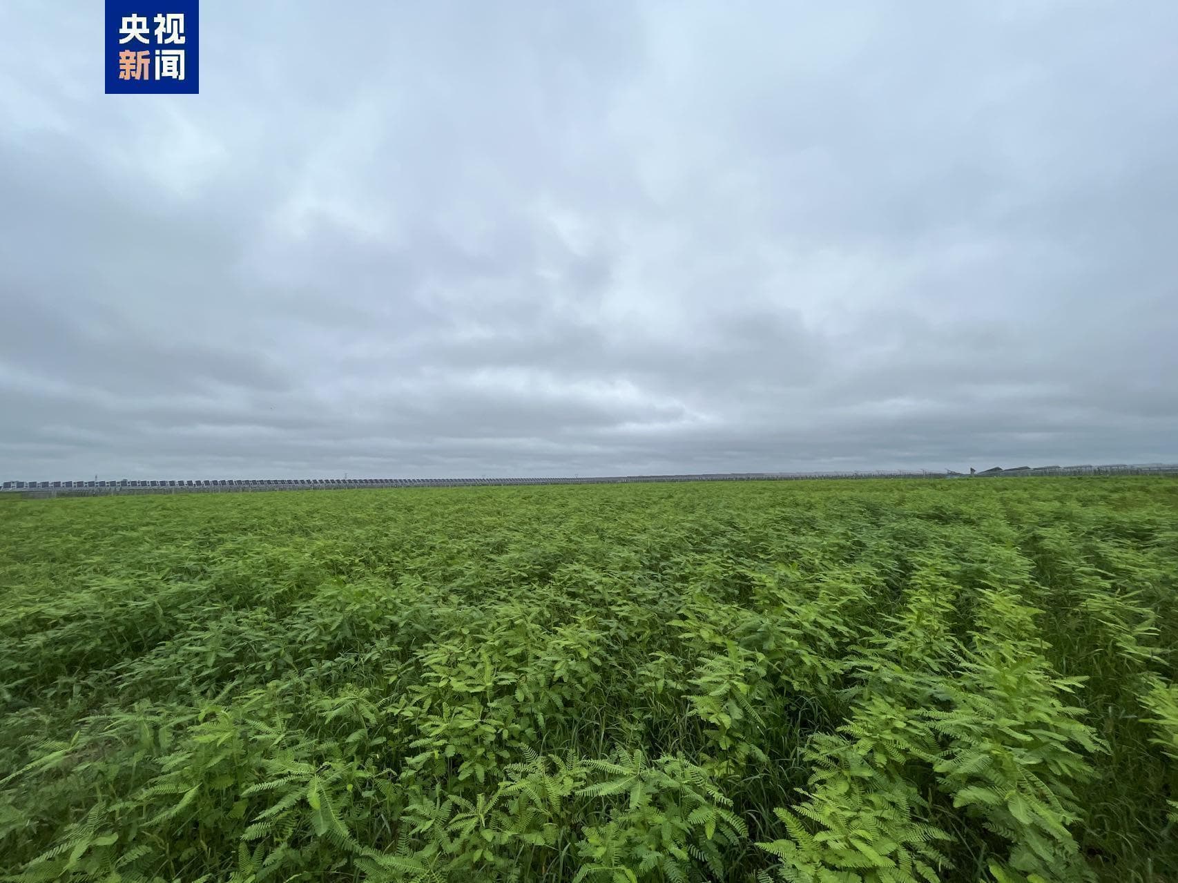 亩产饲草超2吨！我国生物改良盐碱地技术获重要突破
