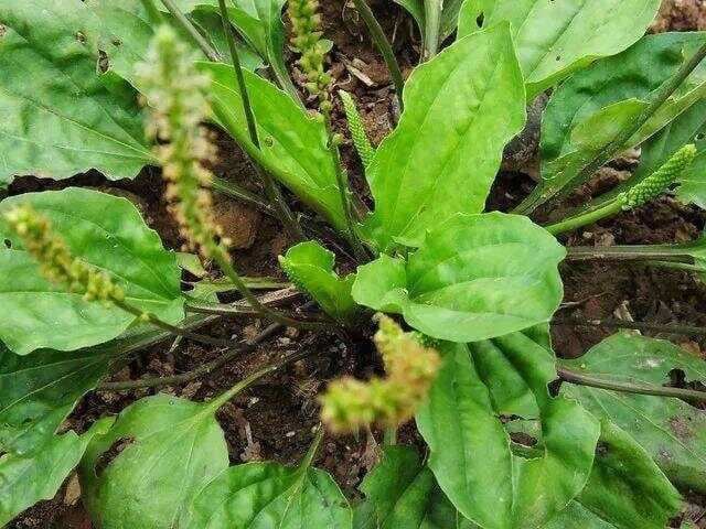 不起眼的车前草：一种兼具药用价值与生态作用的野生植物